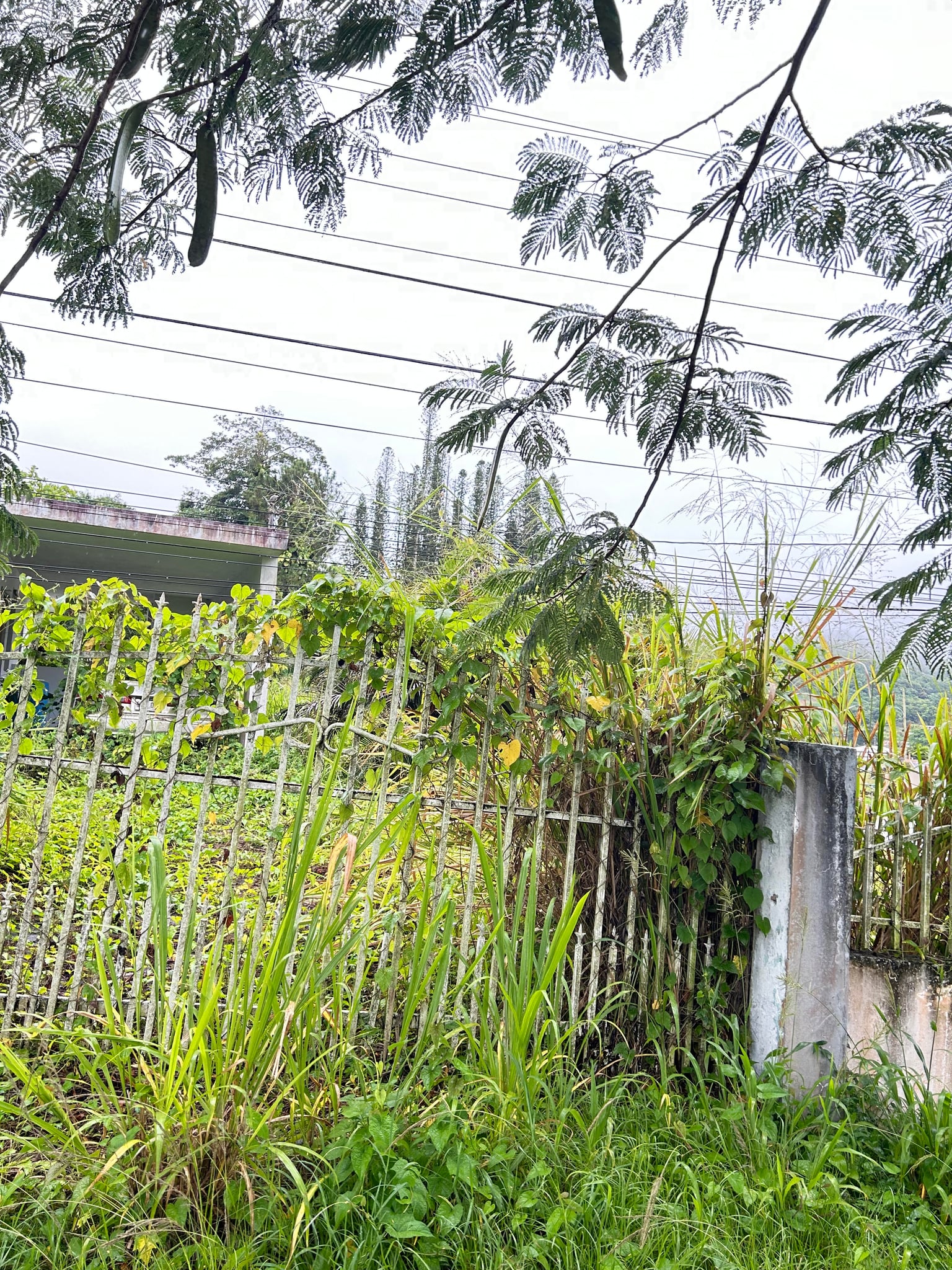 Reporte ciudadano de estorbo público en CARR 14 KM 48.7 INT URB CRISTIAN BELEN, AIBONITO, PR 00705, Aibonito