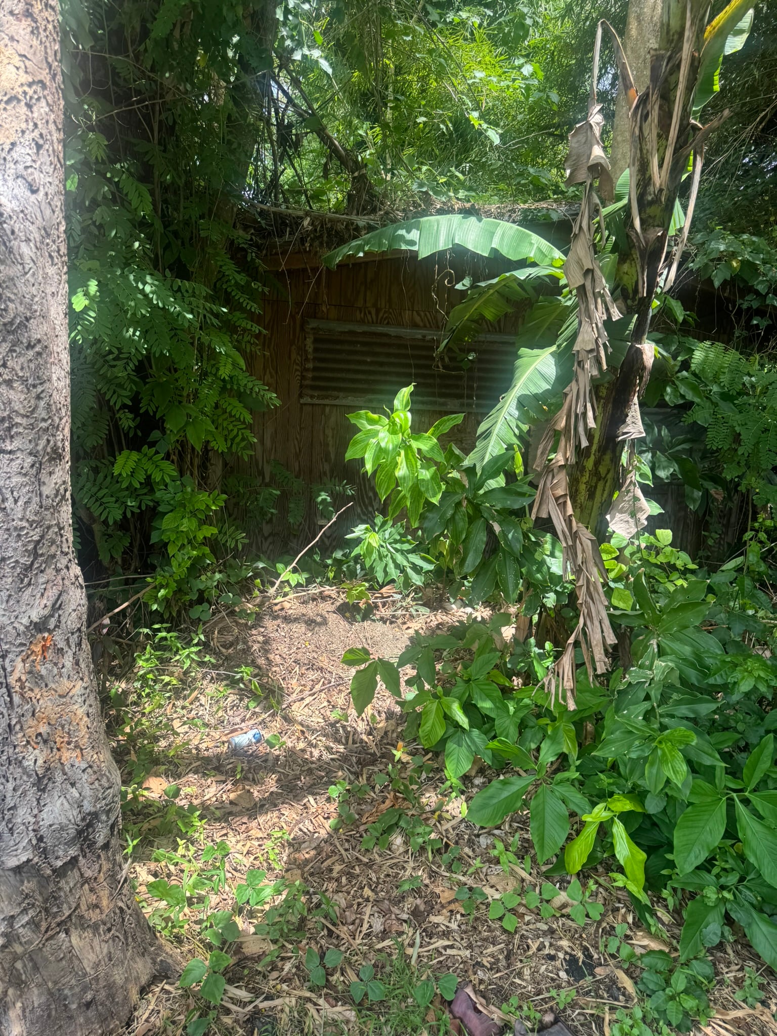 Reporte ciudadano de estorbo público en 1174 CARRETERA LAS QUEBRADAS, Cabo Rojo, PR 00623, Cabo Rojo