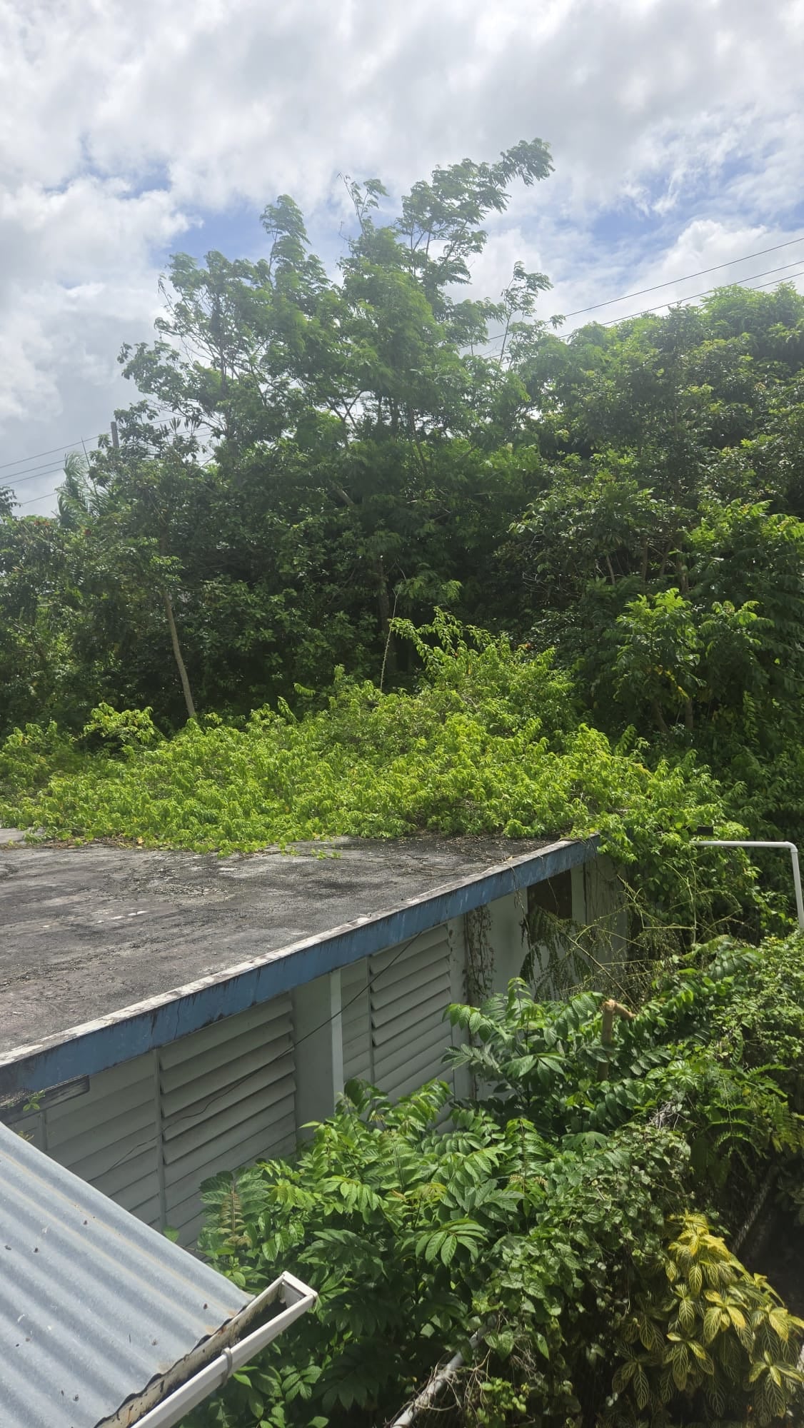 Reporte ciudadano de estorbo público en Calle Areyto CA 3, Res. Bairoa, PR 00725, Caguas