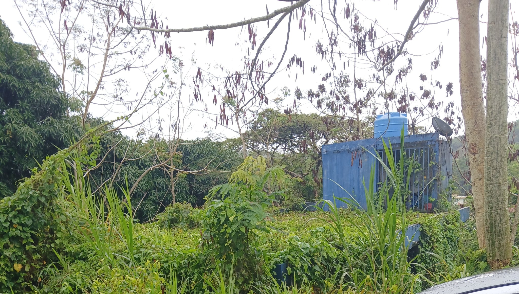 Reporte ciudadano de estorbo público en Tomas de castro 1 casa 2188 Carr 788 km hm 2.4, Caguas, PR, Caguas