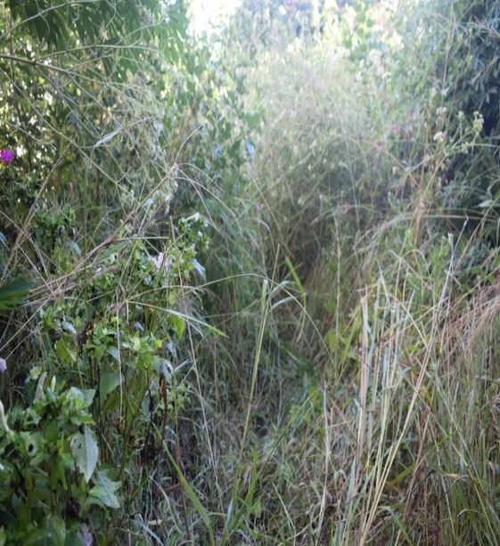Reporte ciudadano de estorbo público en BO AMUELAS C, CARR 510, PR, Puerto Rico, JUANA DIAZ, PR 00795, Juana Díaz