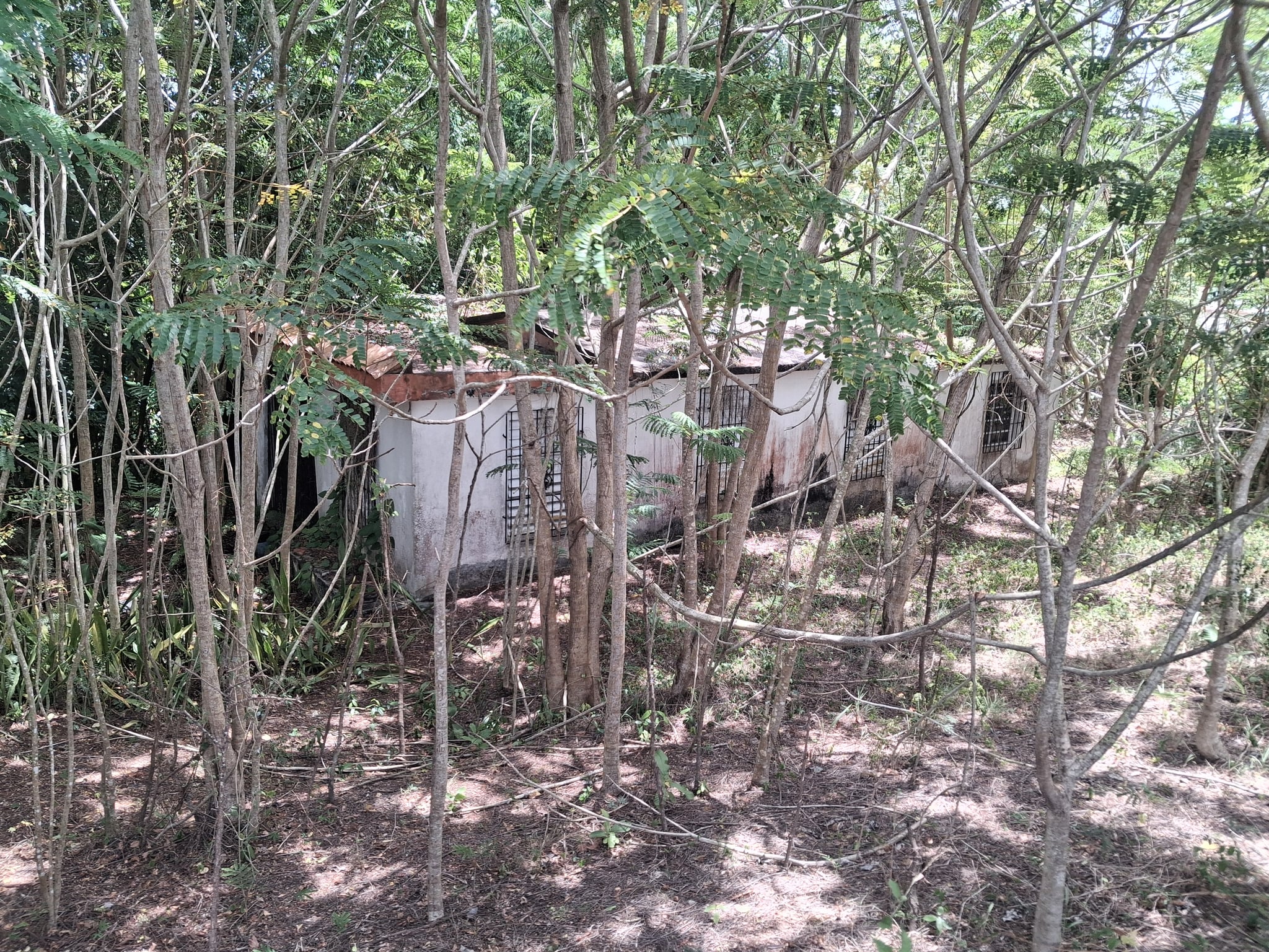 Reporte ciudadano de estorbo público en BO CACAO BAJO . CARR 184 KM.HM 1.3. PatillasPR., Patillas, PR 00723, Patillas