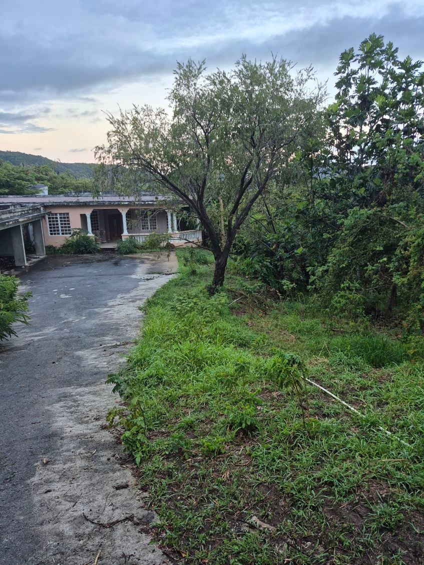 Reporte ciudadano de estorbo público en CARRETERA 502 KM HM 004 6 , PONCE BO QUEBRADA LIMON, PR 00731, Ponce