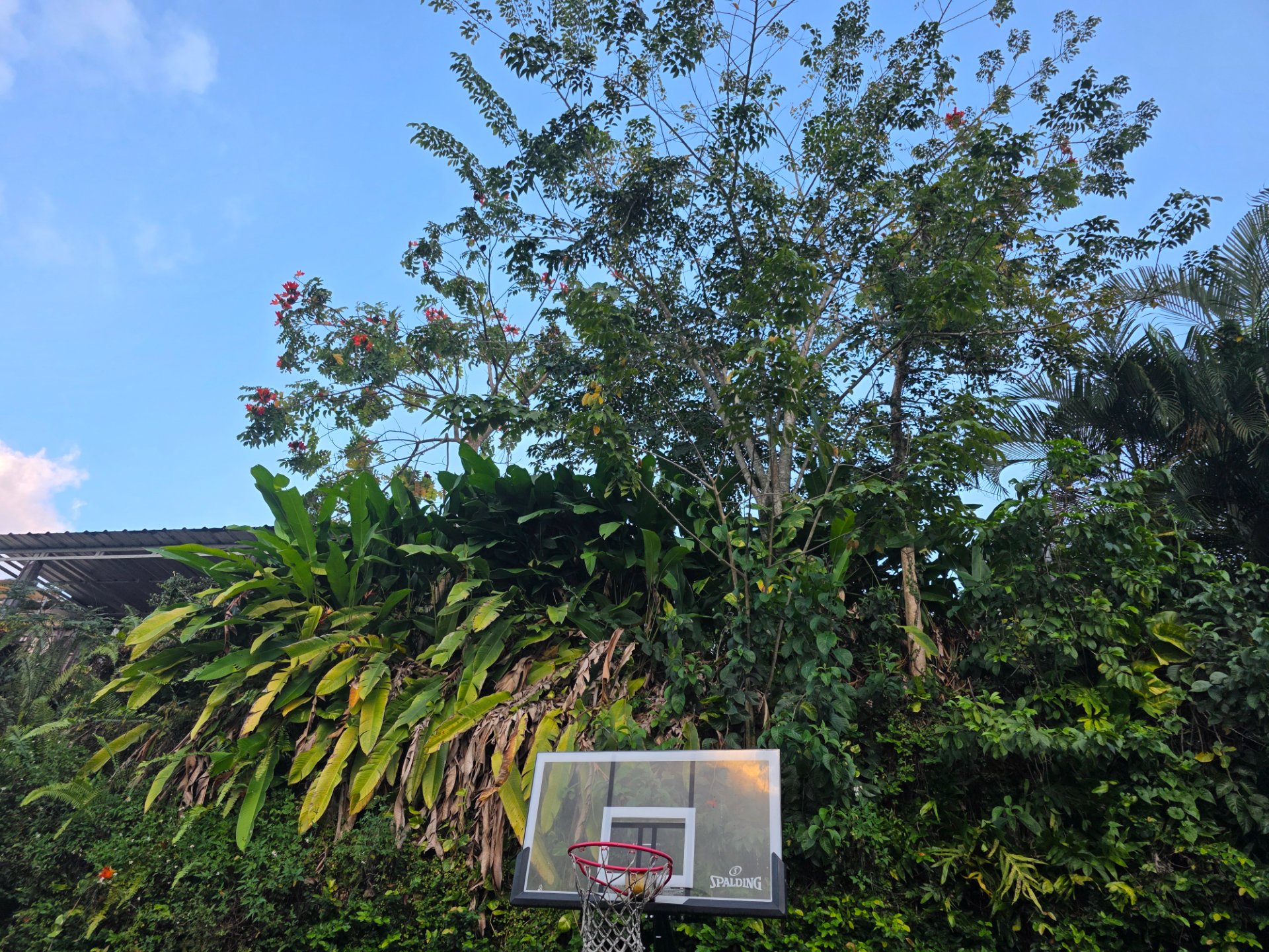 Reporte ciudadano de estorbo público en Calle 5 J5 hillside , San Juan, PR 00926, San Juan
